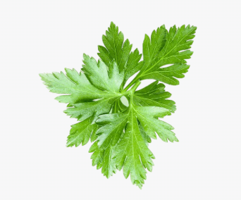 Organic Parsley
